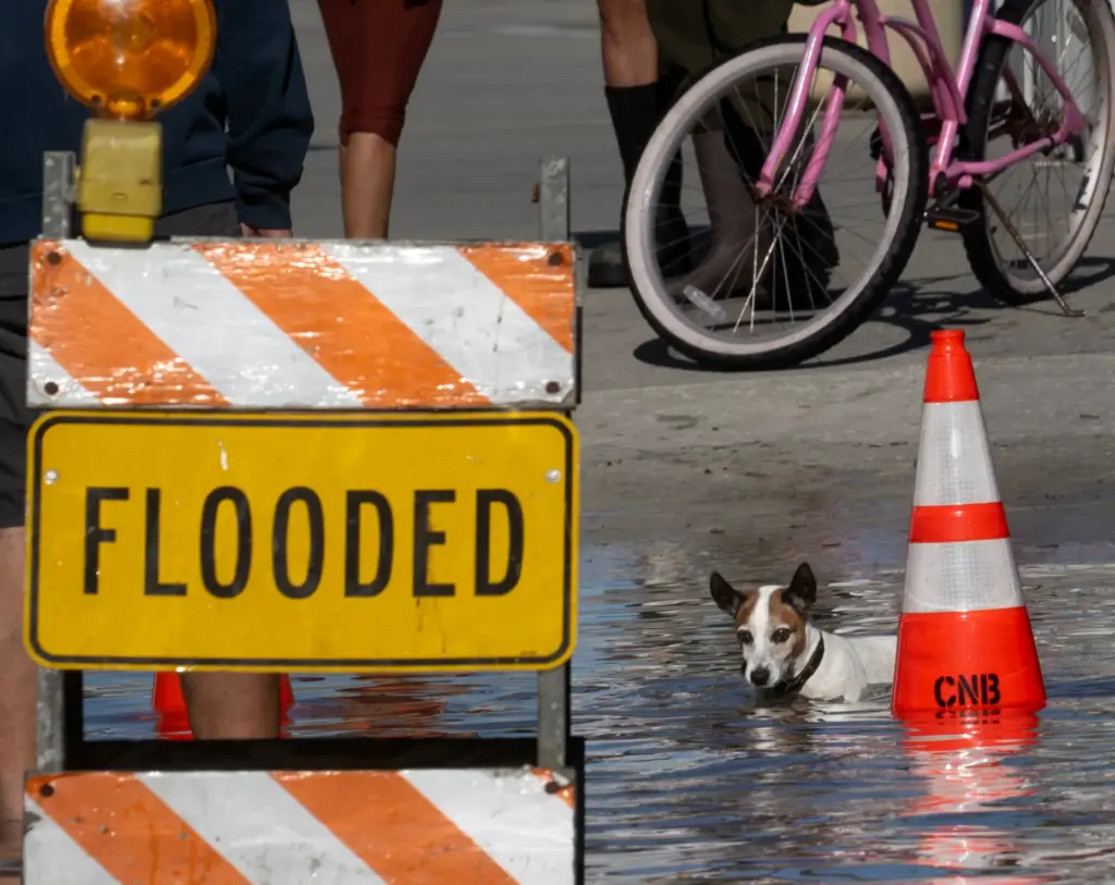 Butters follows owner Henk Wiessner through high-tide flooding at the...