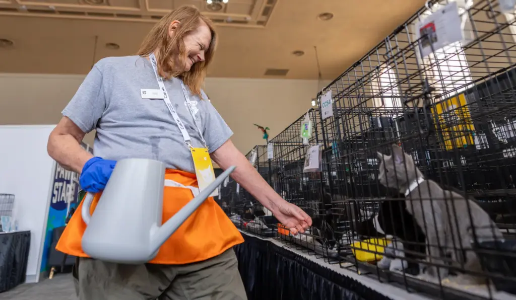 Nancy Vanderney plays with cats during CatCon at the Pasadena...