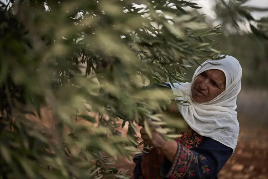 Palestinian Amal Abu Awad, 62, collects olives during the harvest...