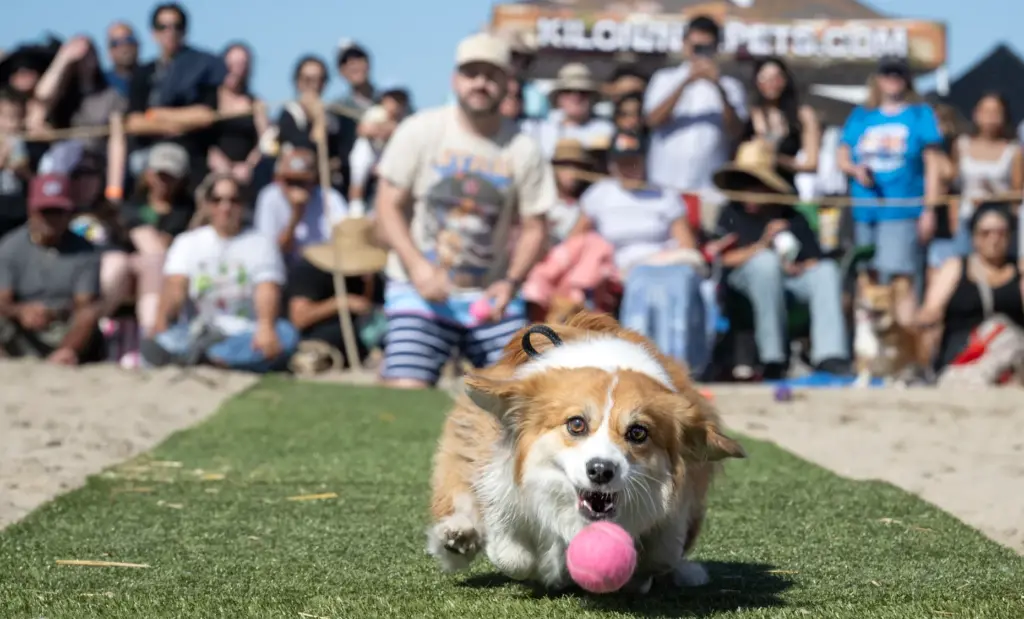 Corgis compete in the Fetch Fanatic contest during Fall Corgi...