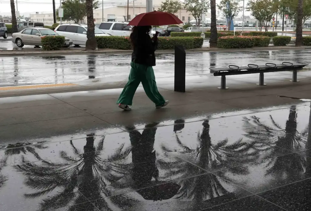 Reflection of palm trees from the rain as a travel...