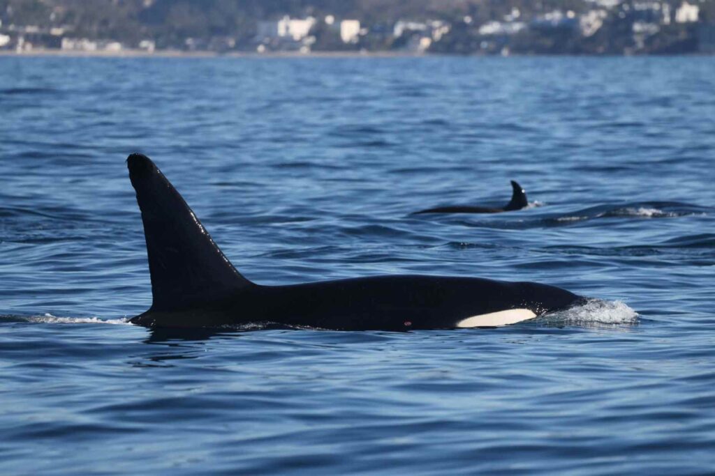 A pod of orcas rarely seen off of Southern California...
