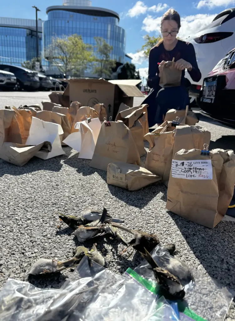 Allison Sloan, a volunteer with Bird-Friendly Evanston, bags 42 live,...