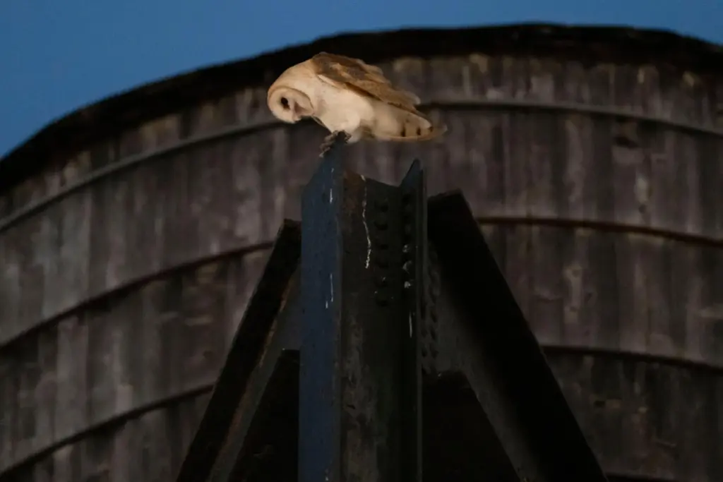An American Barn Owl sits perched on a water tower...