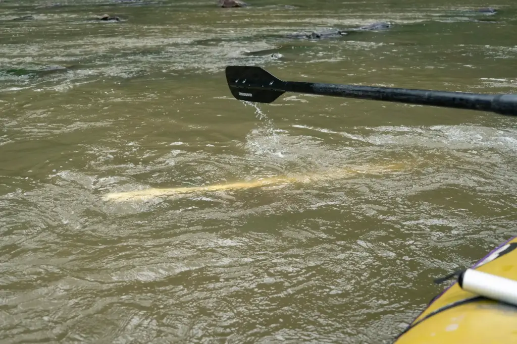 A worker from Mountain True paddles past Ipex PVC pipe...
