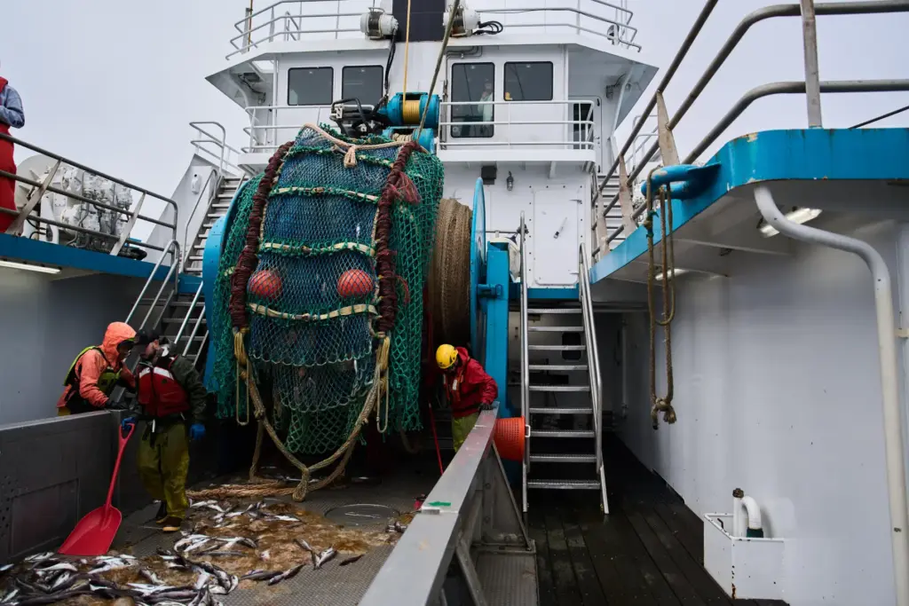 Crew members sweep pollock and jellyfish bycatch into a hatch...