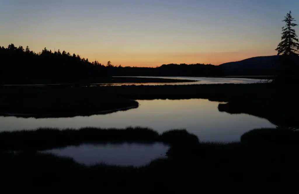 Sweetgrass grows among a variety of grasses in Bass Harbor...