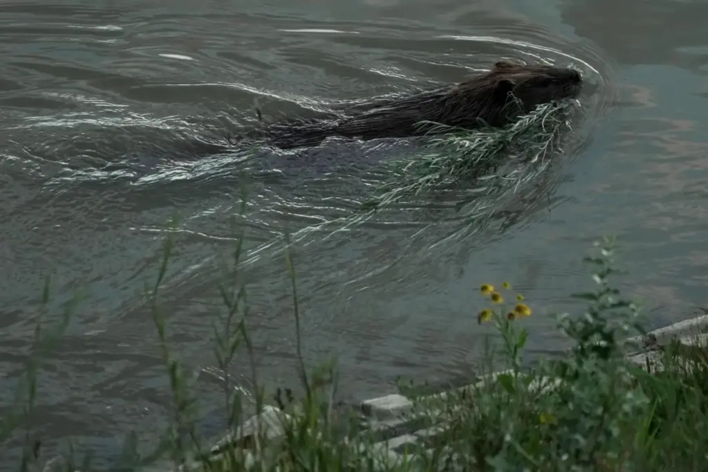 A beaver swims in the Green River, Thursday, Aug. 20,...