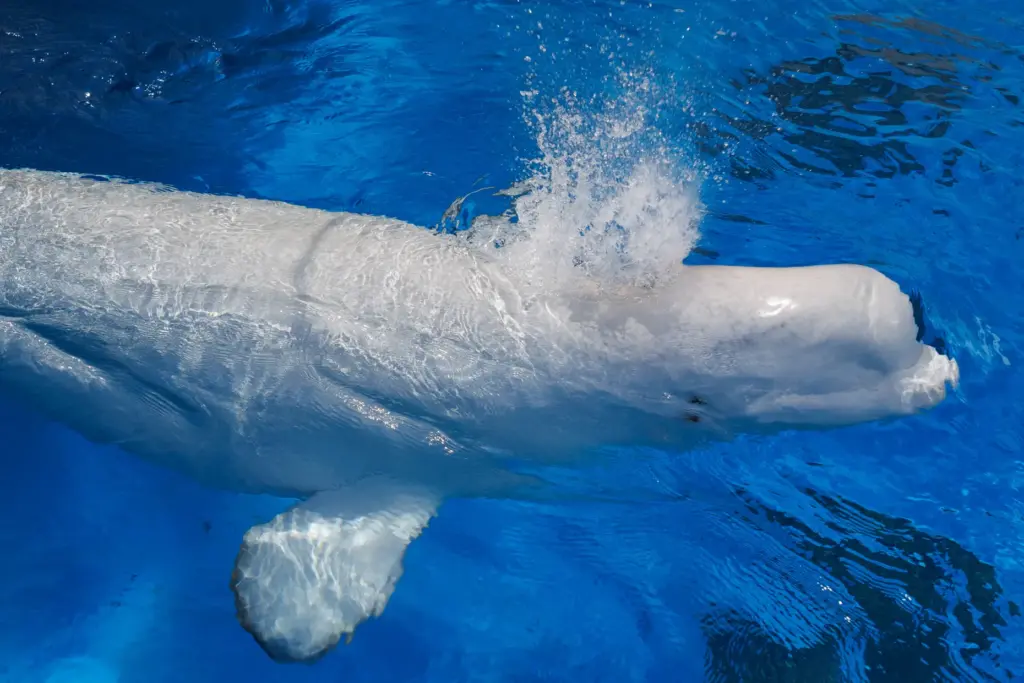 San Diego, California – After a 12-hour journey, a beluga...